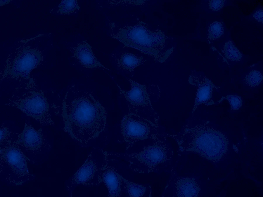 Blue Fluorescent Image