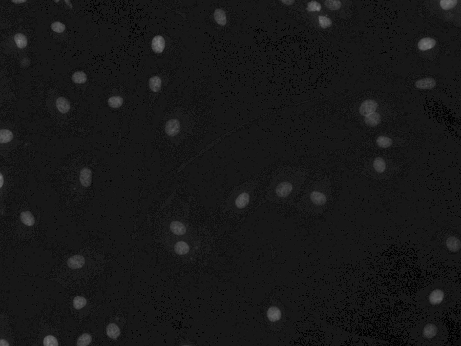 Blue Fluorescent Image