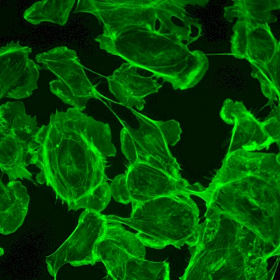 Green Fluorescent Image