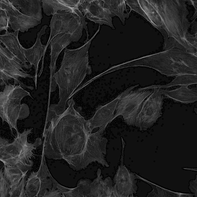 Green Fluorescent Image