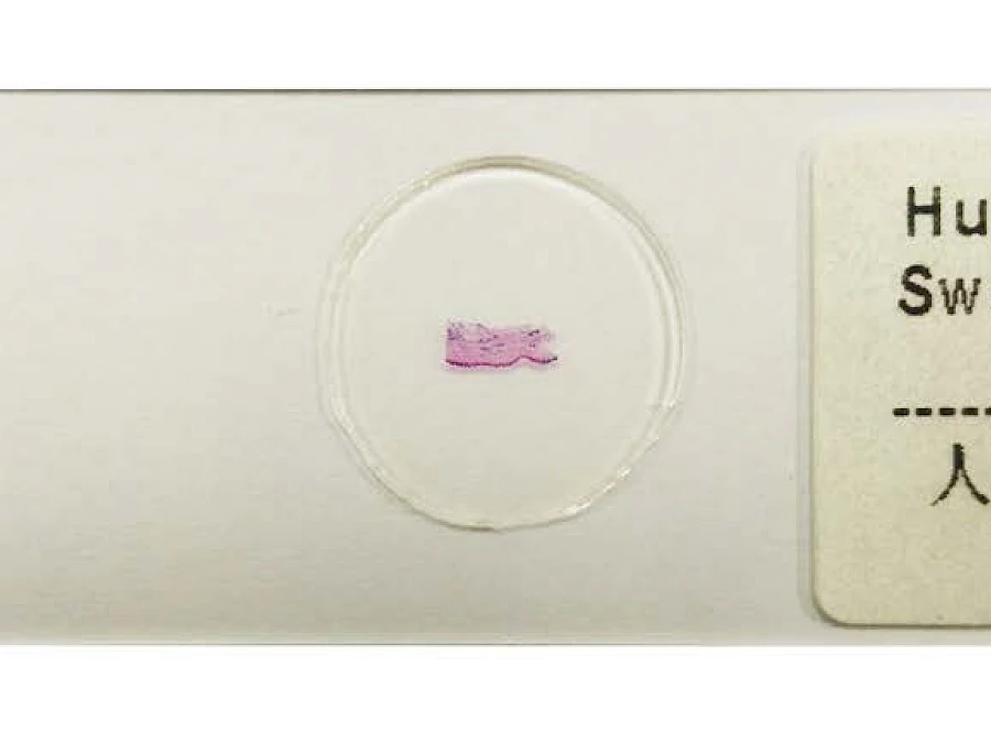 Human Skin Sweat Gland sec.
