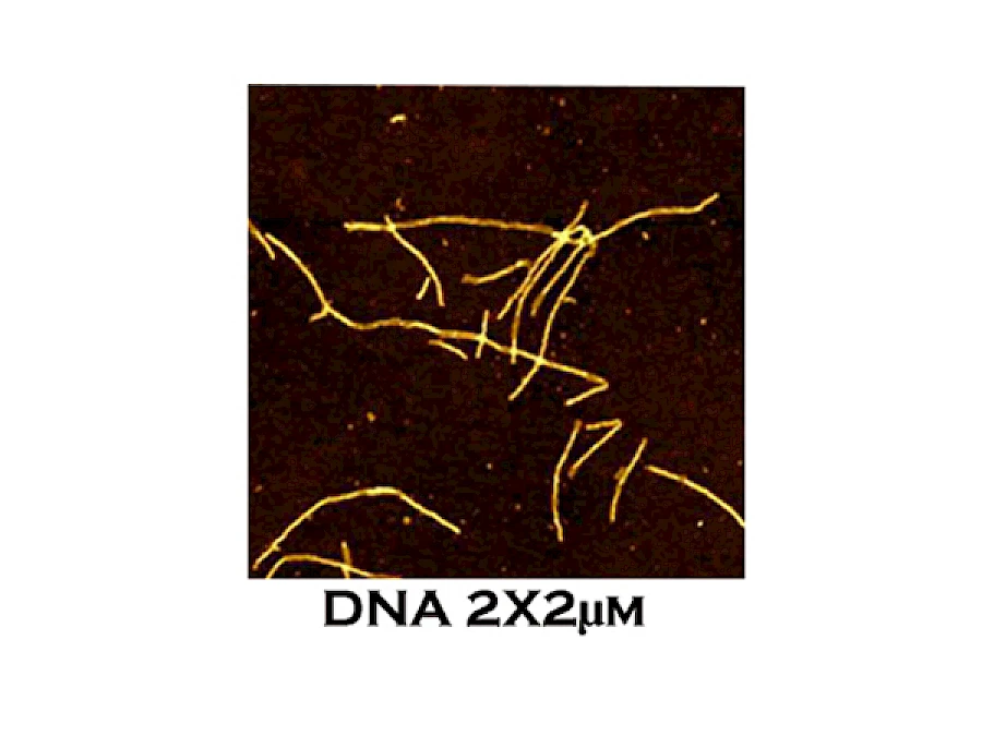 DNA
