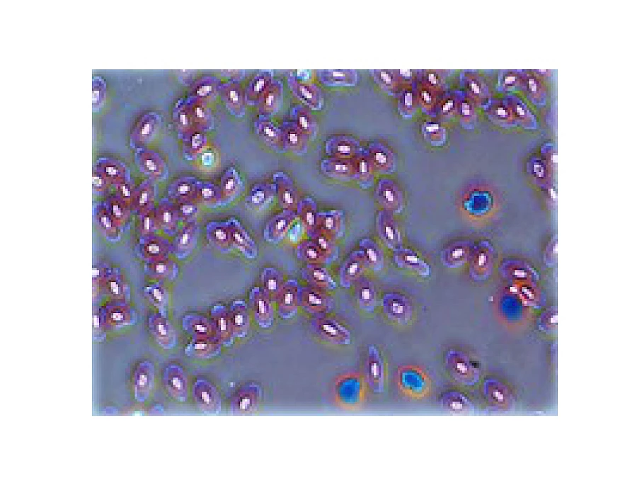 Phase Contrast Photo