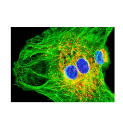 Fluorescent Observe