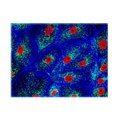 Fluorescent Observe