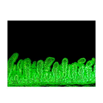 Fluorescent Observe