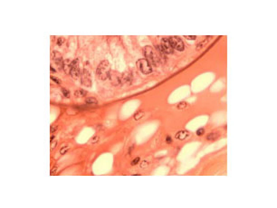 VMB200I 100X-400X Inverted Biological Microscope with Pendulum Rotate Condenser gallery image 8