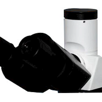 Head of POL2600