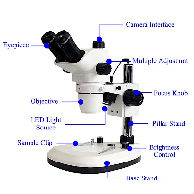 Structure of TZW6555 Stereo Microscope