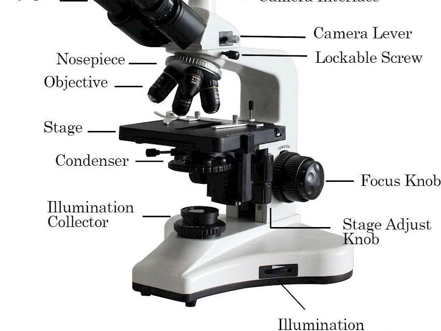 Structure of BL-123T Biological Microscope