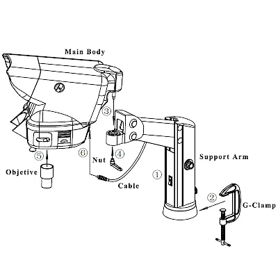 Structure of XLB-1