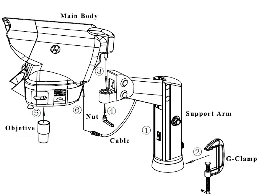Structure of XLB-1