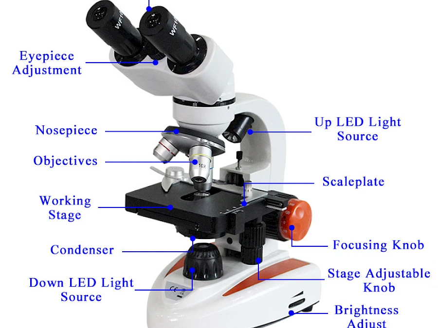 Structure of BL-10A Monocular Biological Microscope