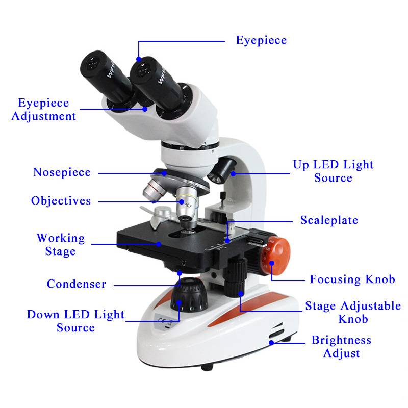 Structure of BL-10A Monocular Biological Microscope