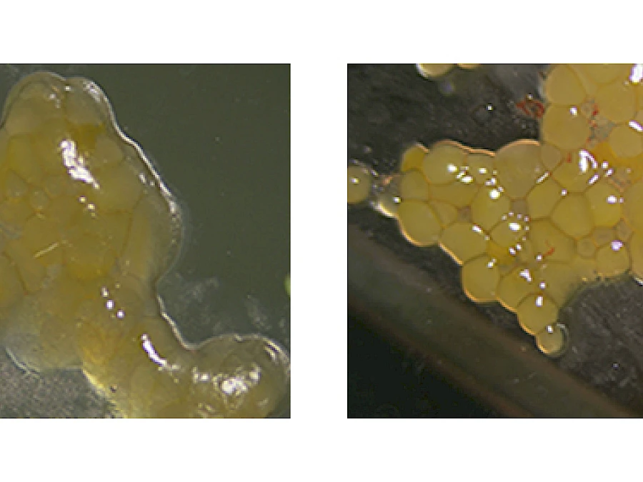 Fish Roe Samples under Different Light Sources