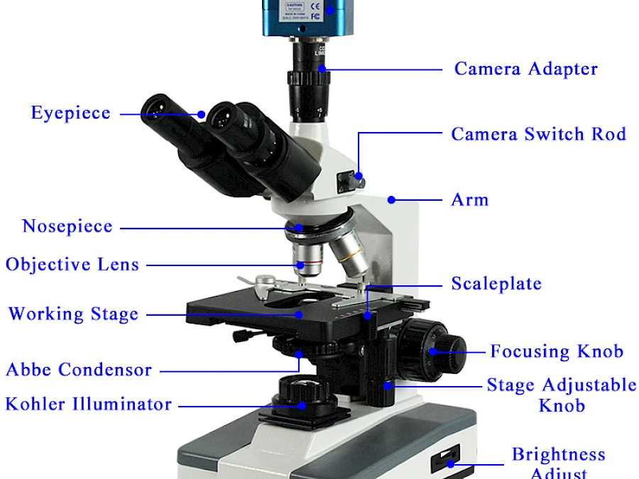 Structure of BL-125T Trinocular Microscope