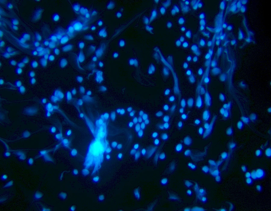 Images captured using the MTR3 series cooled camera and fluorescence microscopy system