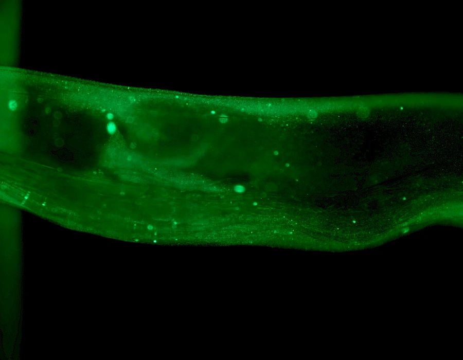 Captured using the VMF400I Inverted Epi-Fluorescence Microscope