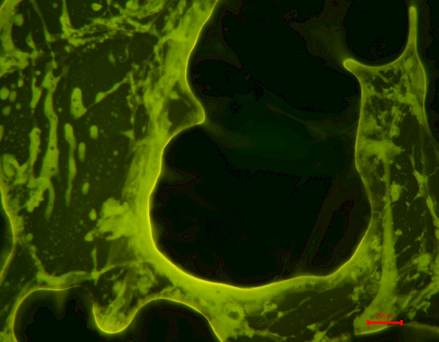 Photograph of modified asphalt captured using the VMF20A fluorescence microscope