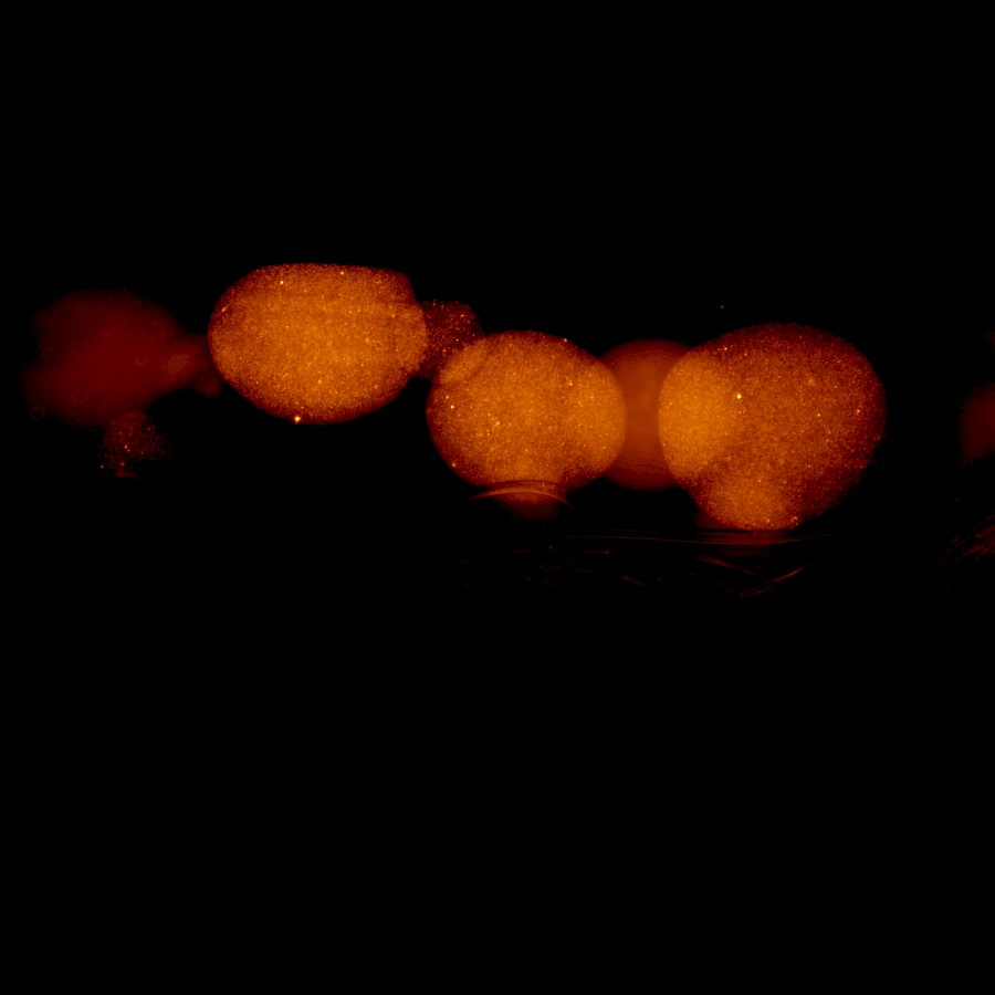 Captured using the VMF400I Inverted Epi-Fluorescence Microscope