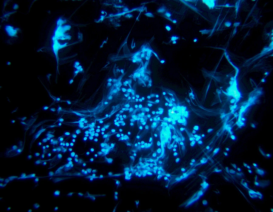 Images captured using the MTR3 series cooled camera and fluorescence microscopy system