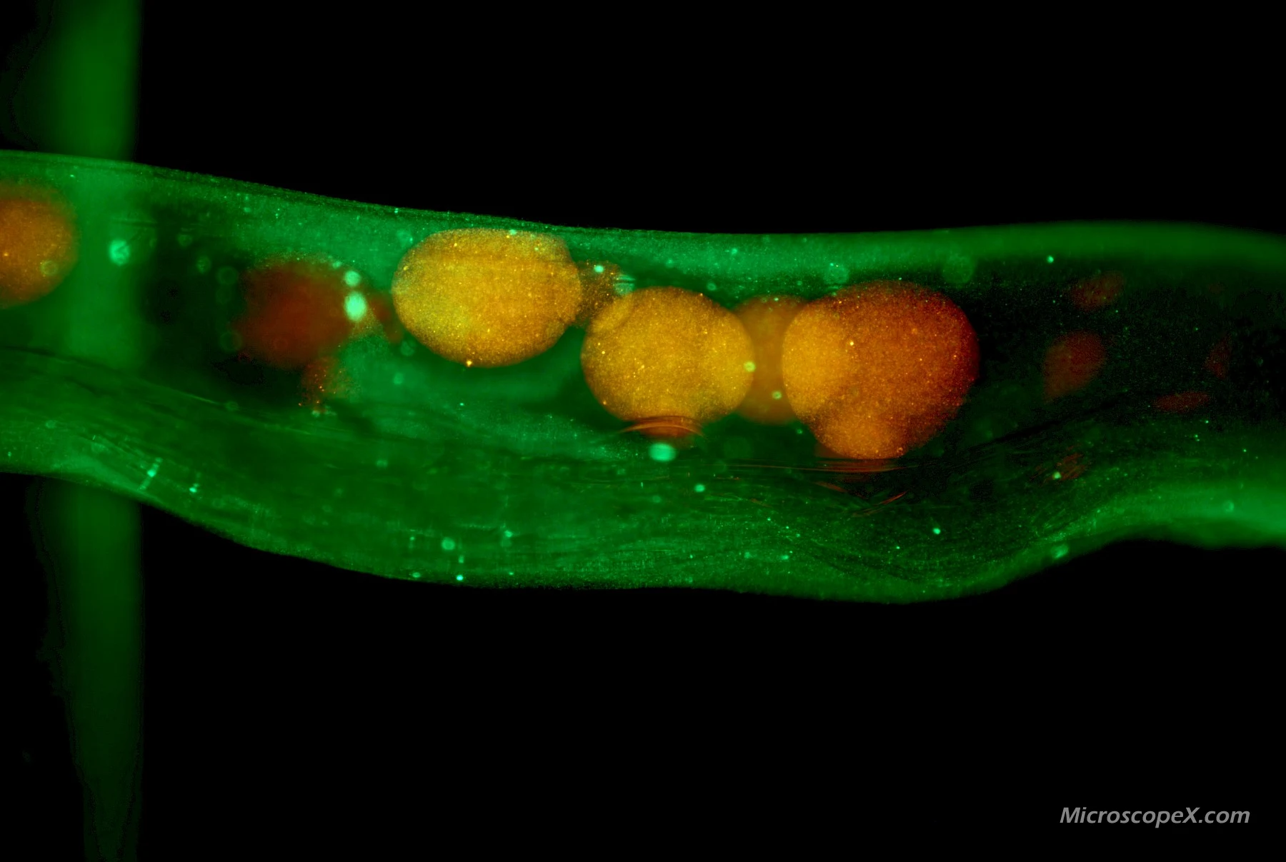 Microscope Lens