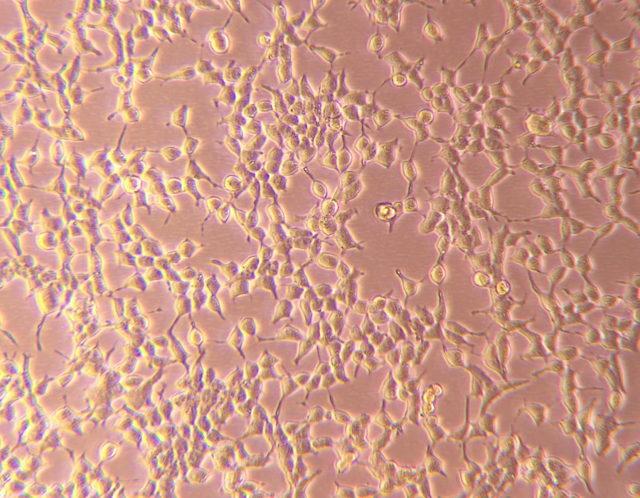 Captured using the VMF400I Inverted Epi-Fluorescence Microscope