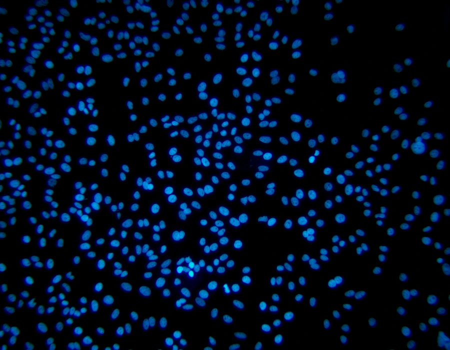 Images captured using the MTR3 series cooled camera and fluorescence microscopy system