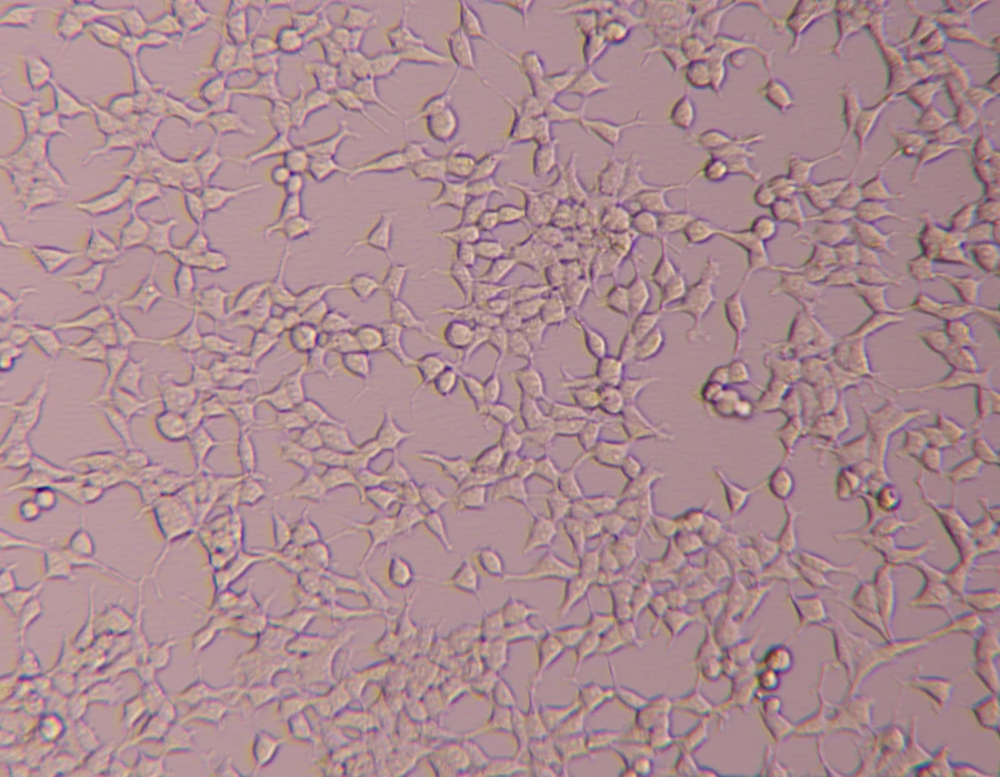 Captured using the VMF400I Inverted Epi-Fluorescence Microscope