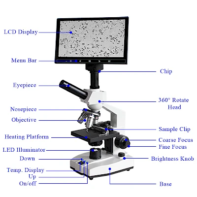 Structure of BL-15AD