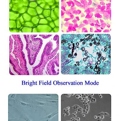 Real Images Captured by BLD-330PH