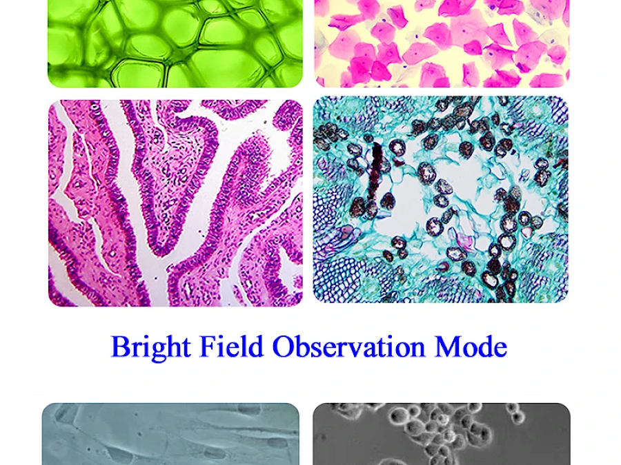 Real Images Captured by BLD-330PH
