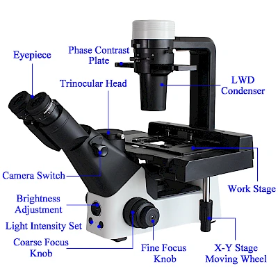 Structure of BLD-330PH Microscope