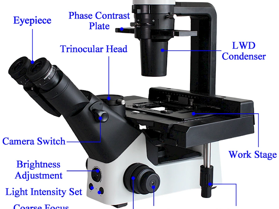 Structure of BLD-330PH Microscope